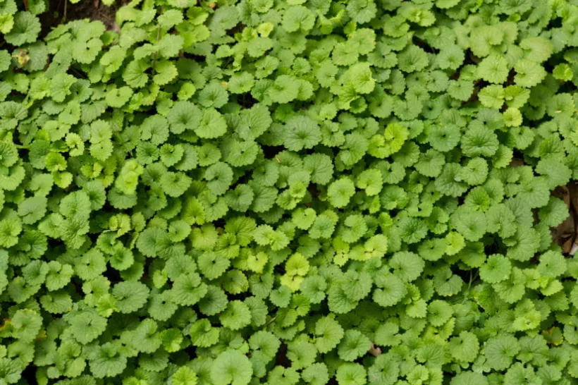Creeping Charlie Seed (Ground Ivy) - Image 4