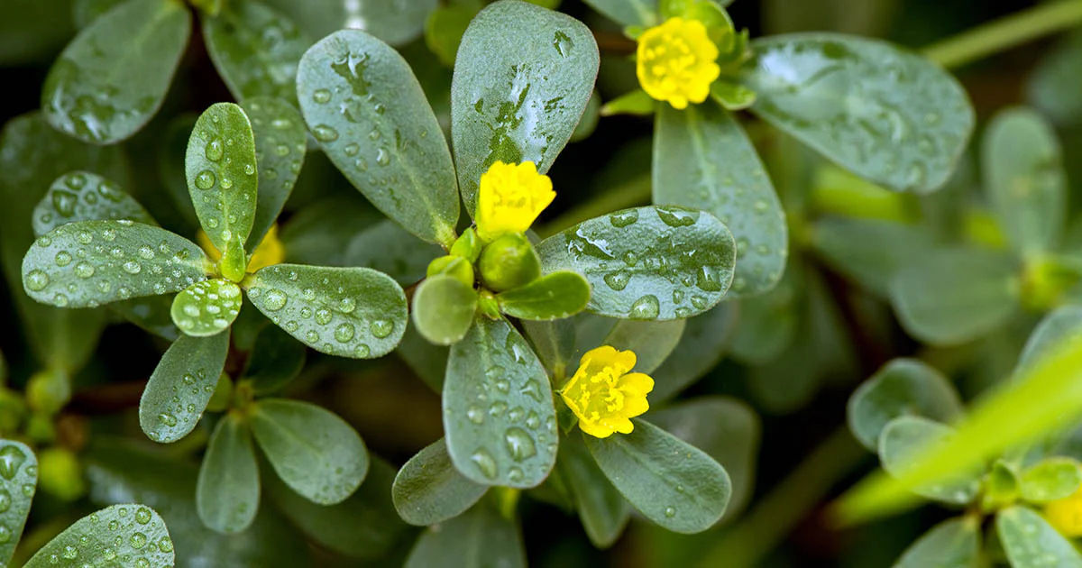 Creeping Gold Purslane Seed - Image 4