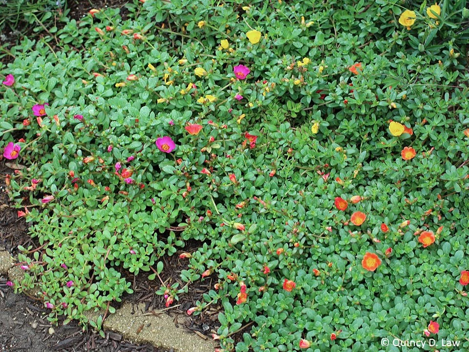 Creeping Gold Purslane Seed - Image 5