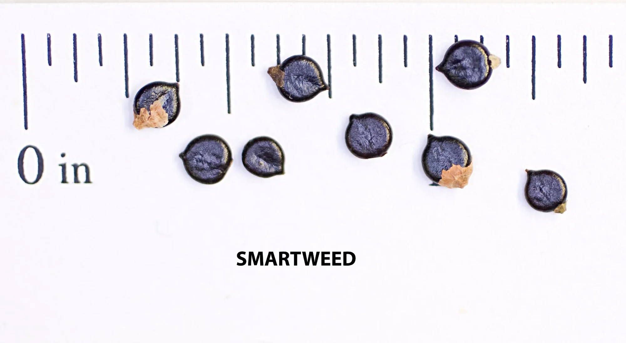 Creeping Smartweed™ — Low-Growing, Native Groundcover with Pink Blooms & Pollinator Friendly - Image 10