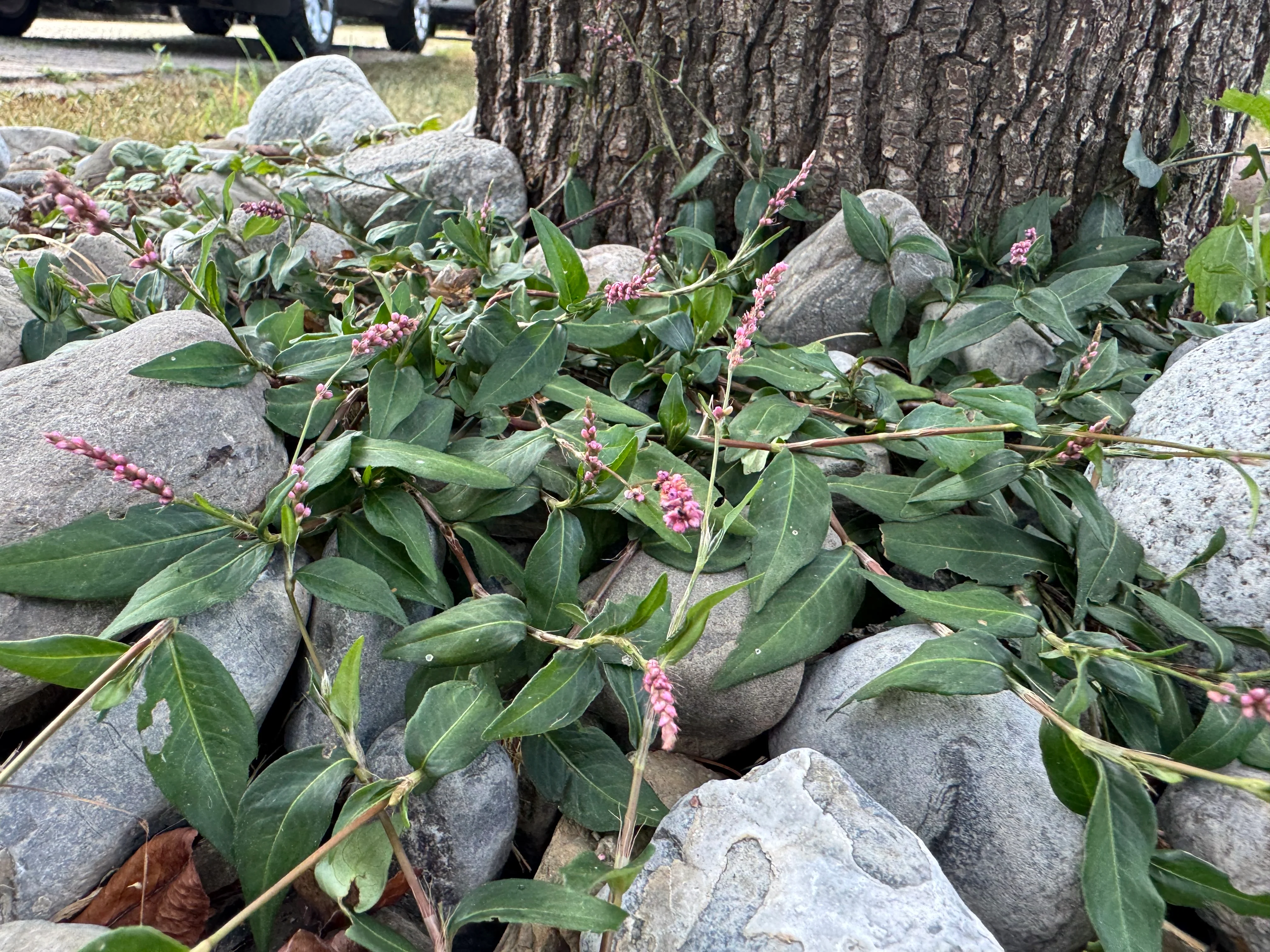 Creeping Smartweed™ — Low-Growing, Native Groundcover with Pink Blooms & Pollinator Friendly - Image 3