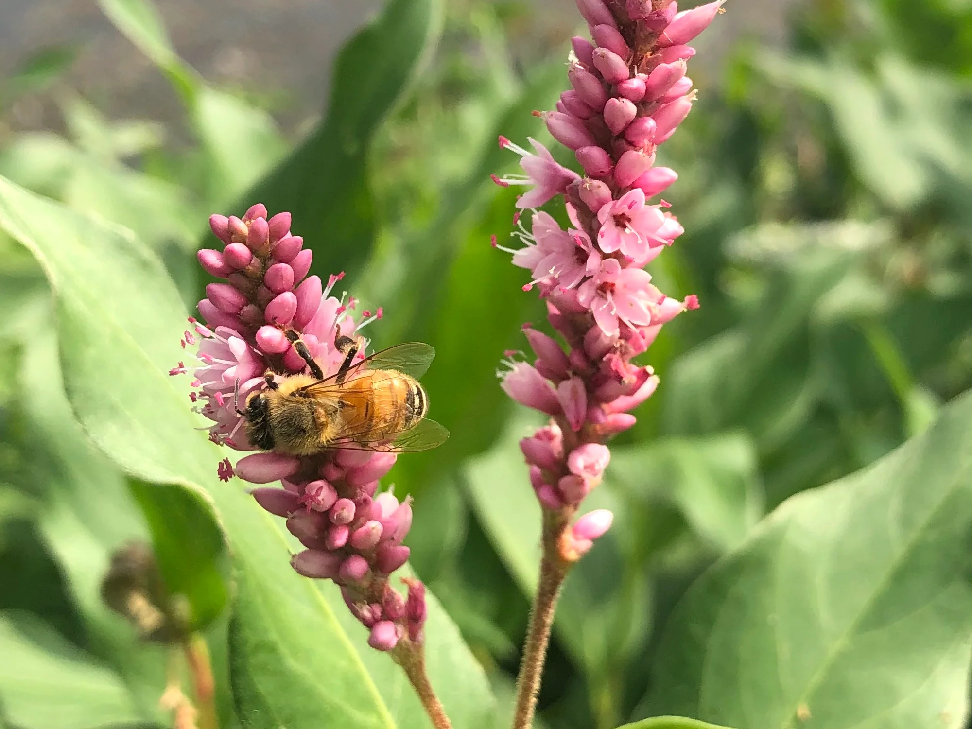 Creeping Smartweed™ — Low-Growing, Native Groundcover with Pink Blooms & Pollinator Friendly - Image 4