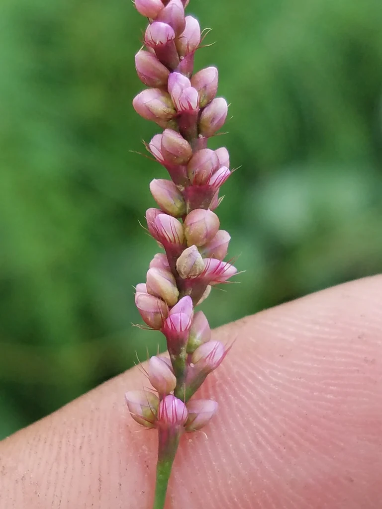 Creeping Smartweed™ — Low-Growing, Native Groundcover with Pink Blooms & Pollinator Friendly - Image 5