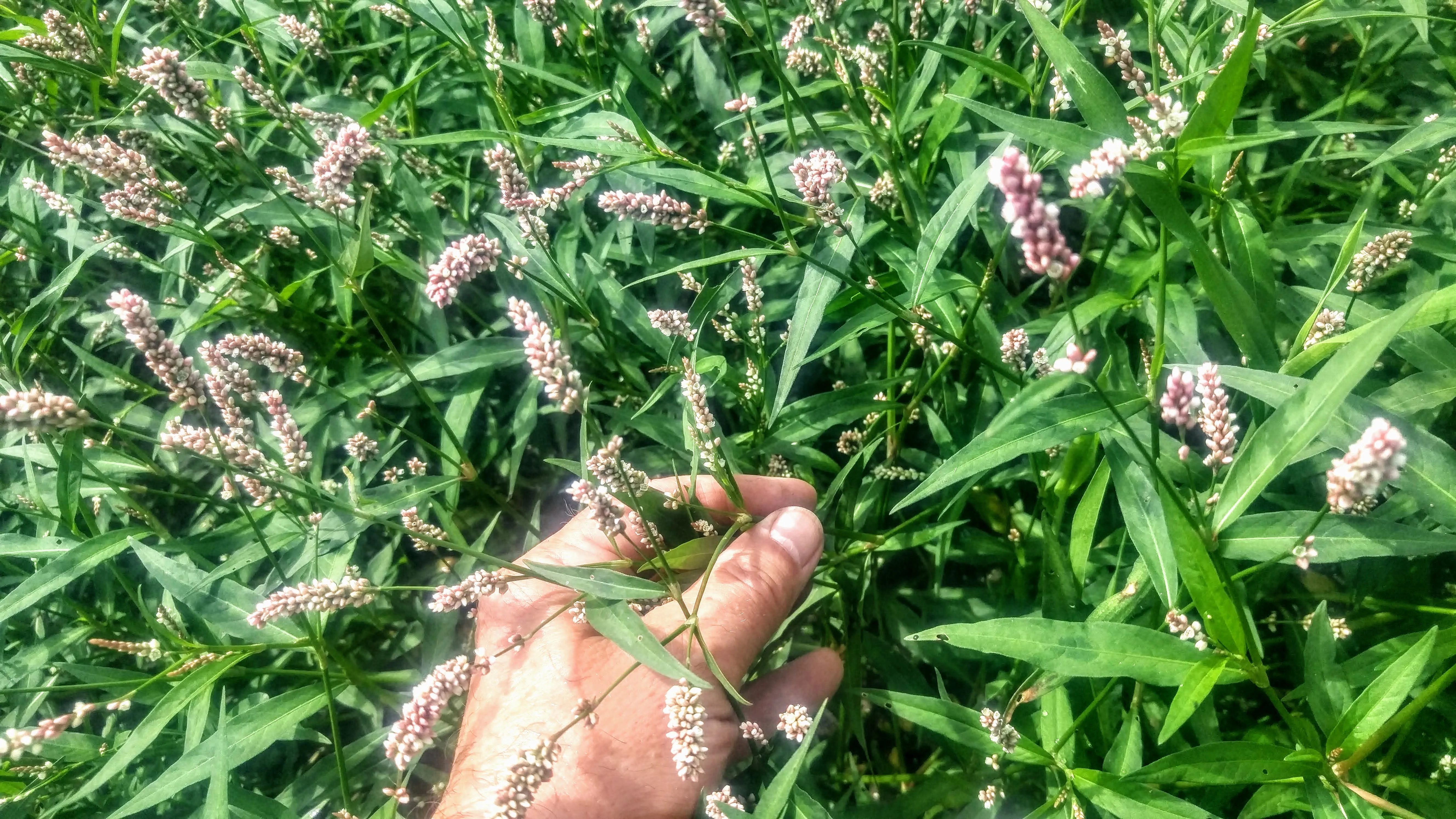 Creeping Smartweed™ — Low-Growing, Native Groundcover with Pink Blooms & Pollinator Friendly - Image 6
