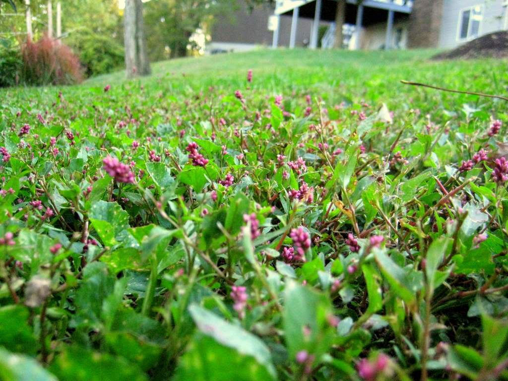 Creeping Smartweed™ — Low-Growing, Native Groundcover with Pink Blooms & Pollinator Friendly - Image 7