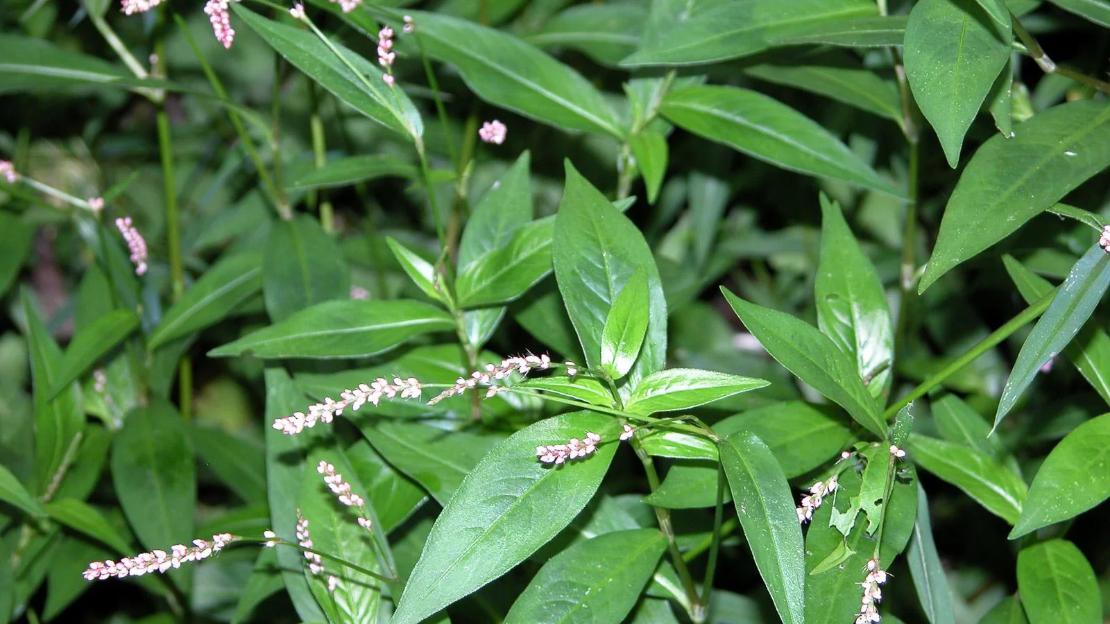 Creeping Smartweed™ — Low-Growing, Native Groundcover with Pink Blooms & Pollinator Friendly - Image 8