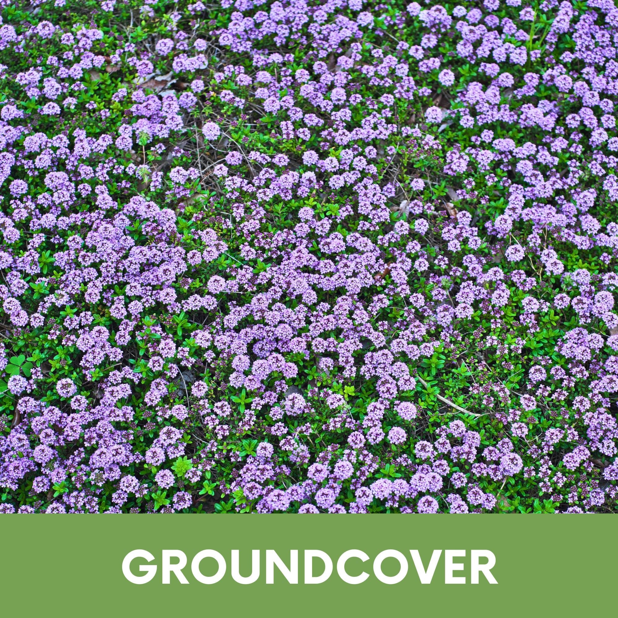 Thyme for a Change - Red Creeping Thyme Seed Pouch - Image 3