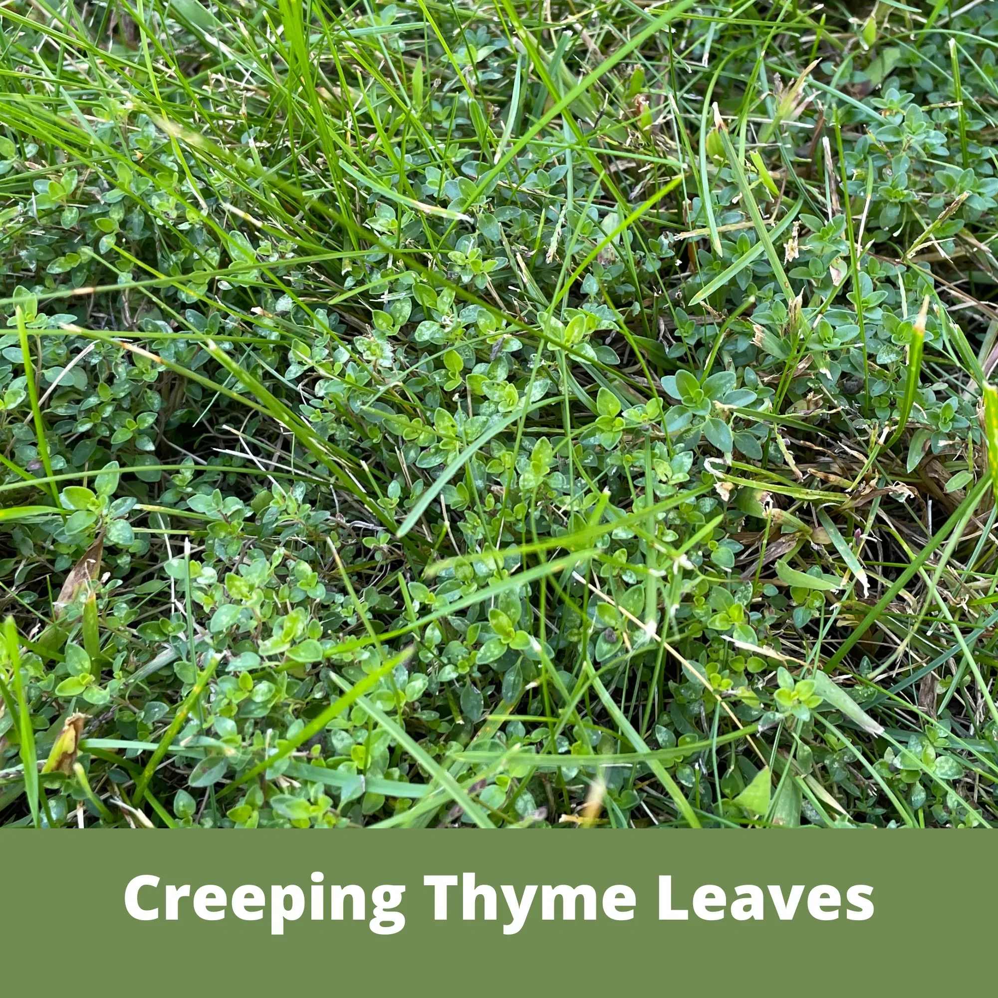 Thyme for a Change - Red Creeping Thyme Seed Pouch - Image 4