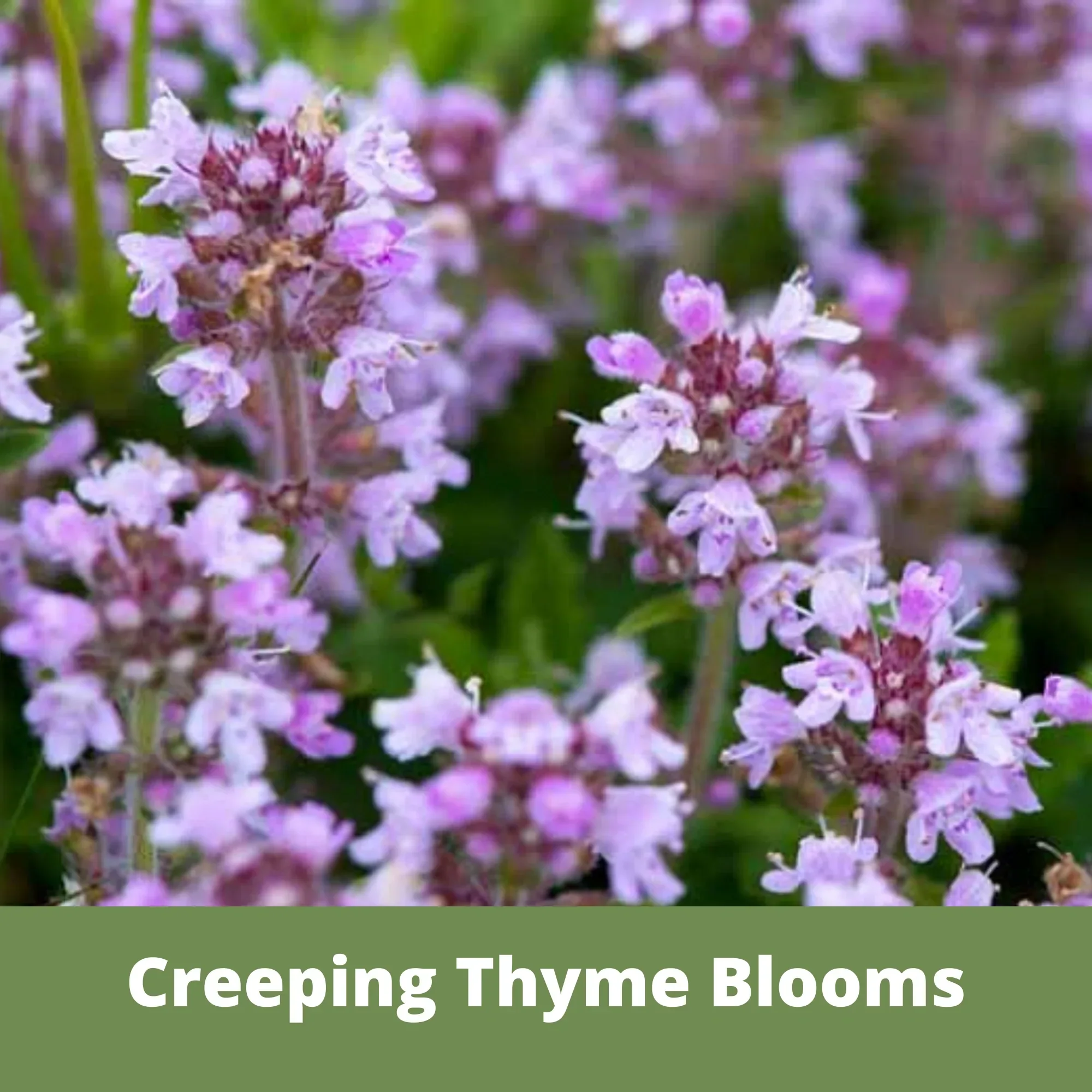 Thyme for a Change - Red Creeping Thyme Seed Pouch - Image 5