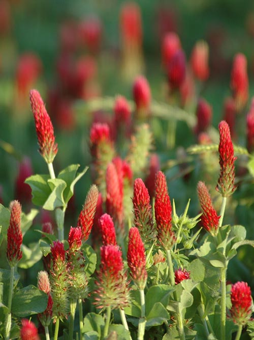 Crimson Clover, Over & Over (Trifolium Incarnatum) Seed - Image 3