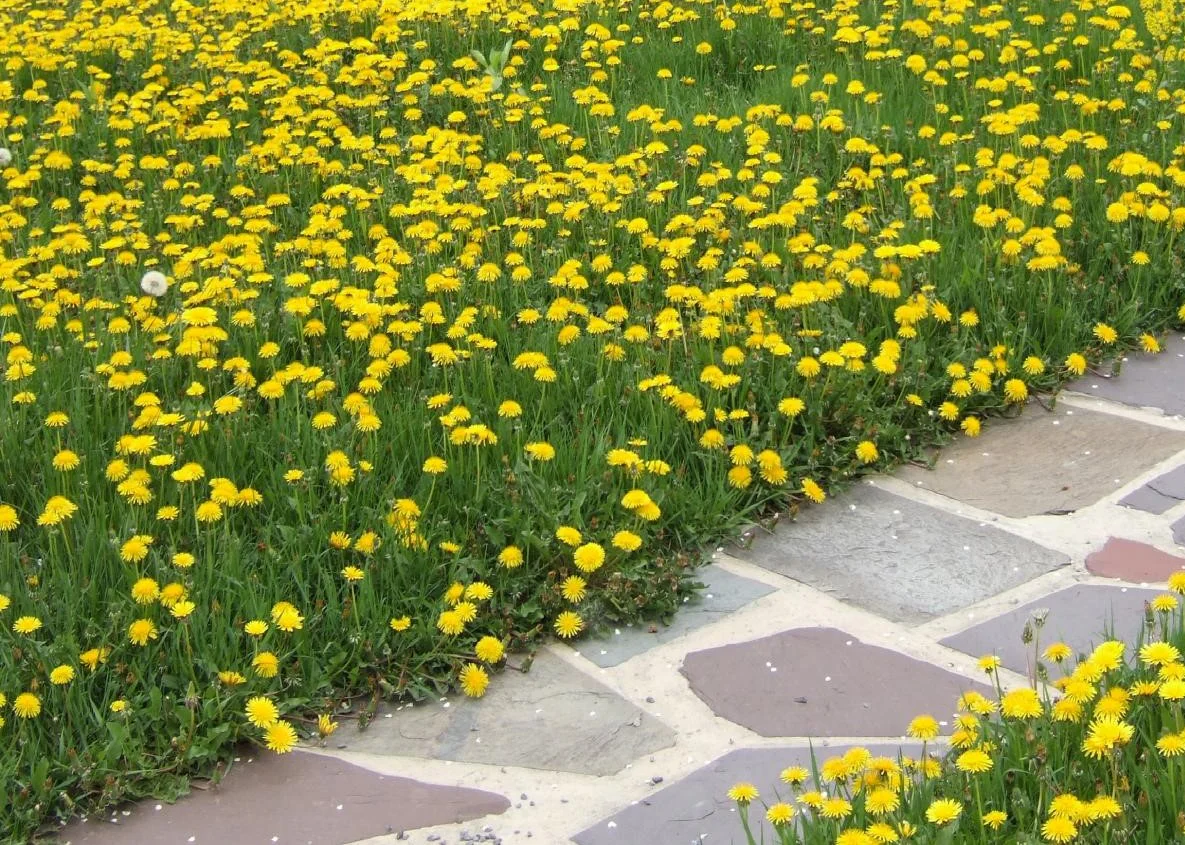 DandiLawn™ Dandelion Lawn Mix | Low-Growing, Pollinator-Friendly, No-Mow Lawn - Image 3