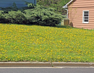 DandiLawn™ Dandelion Lawn Mix | Low-Growing, Pollinator-Friendly, No-Mow Lawn - Image 4