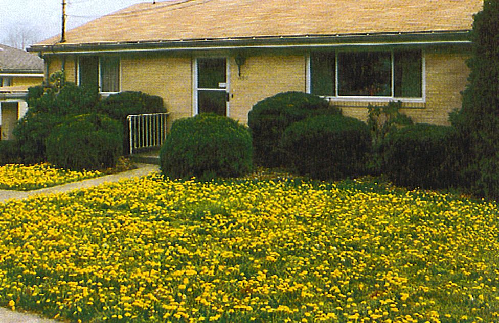 DandiLawn™ Dandelion Lawn Mix | Low-Growing, Pollinator-Friendly, No-Mow Lawn - Image 5