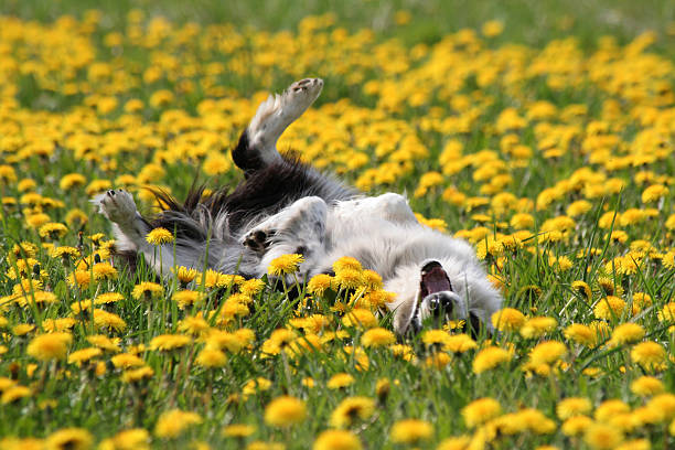 DandiLawn™ Dandelion Lawn Mix | Low-Growing, Pollinator-Friendly, No-Mow Lawn - Image 6