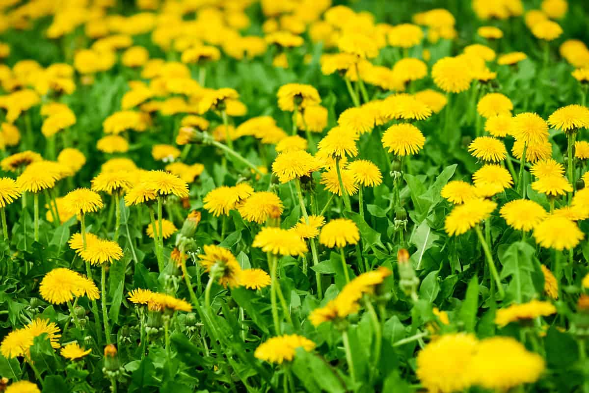 DandiLawn™ Dandelion Lawn Mix | Low-Growing, Pollinator-Friendly, No-Mow Lawn - Image 7