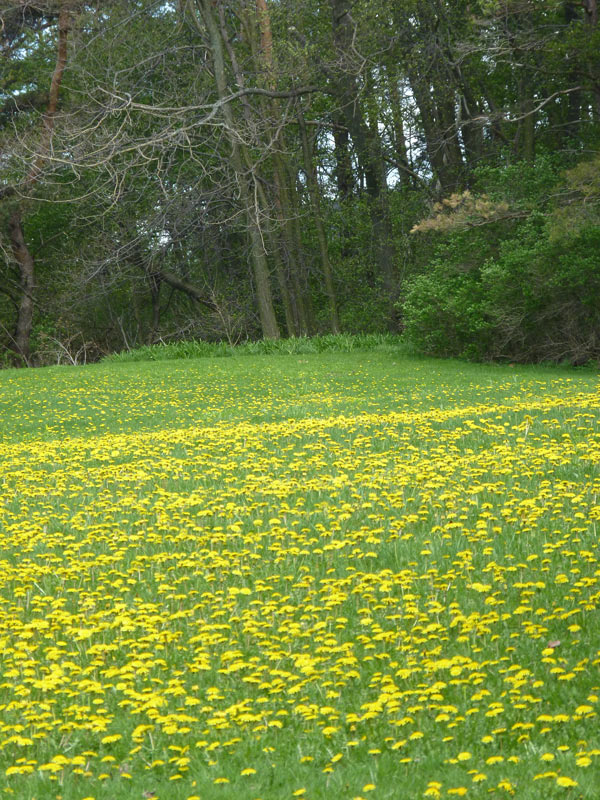DandiLawn™ Dandelion Lawn Mix | Low-Growing, Pollinator-Friendly, No-Mow Lawn - Image 8