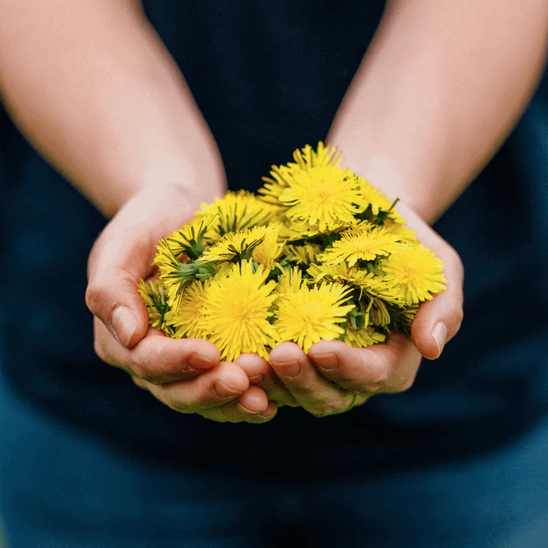 DandiPure™ – Wild Dandelion Seed | Pollinator-Friendly, Edible, Chemical-Free Lawn - Image 3