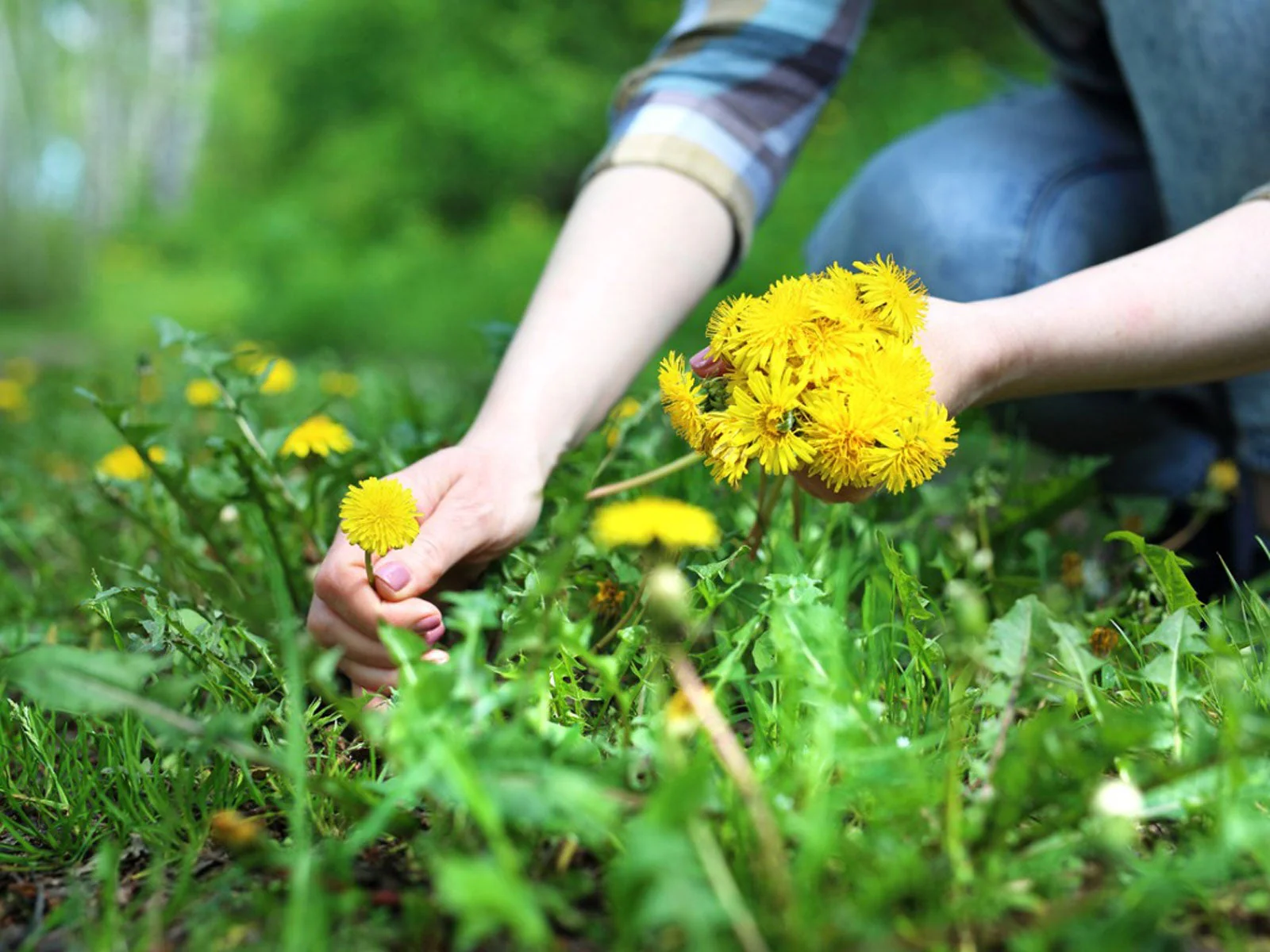 DandiPure™ – Wild Dandelion Seed | Pollinator-Friendly, Edible, Chemical-Free Lawn - Image 4