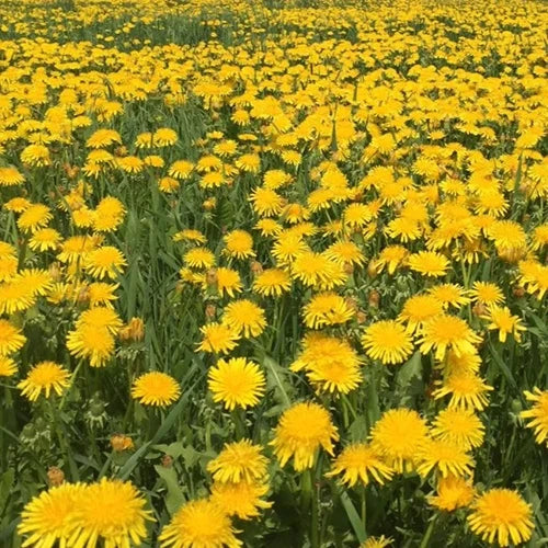 DandiPure™ – Wild Dandelion Seed | Pollinator-Friendly, Edible, Chemical-Free Lawn - Image 7