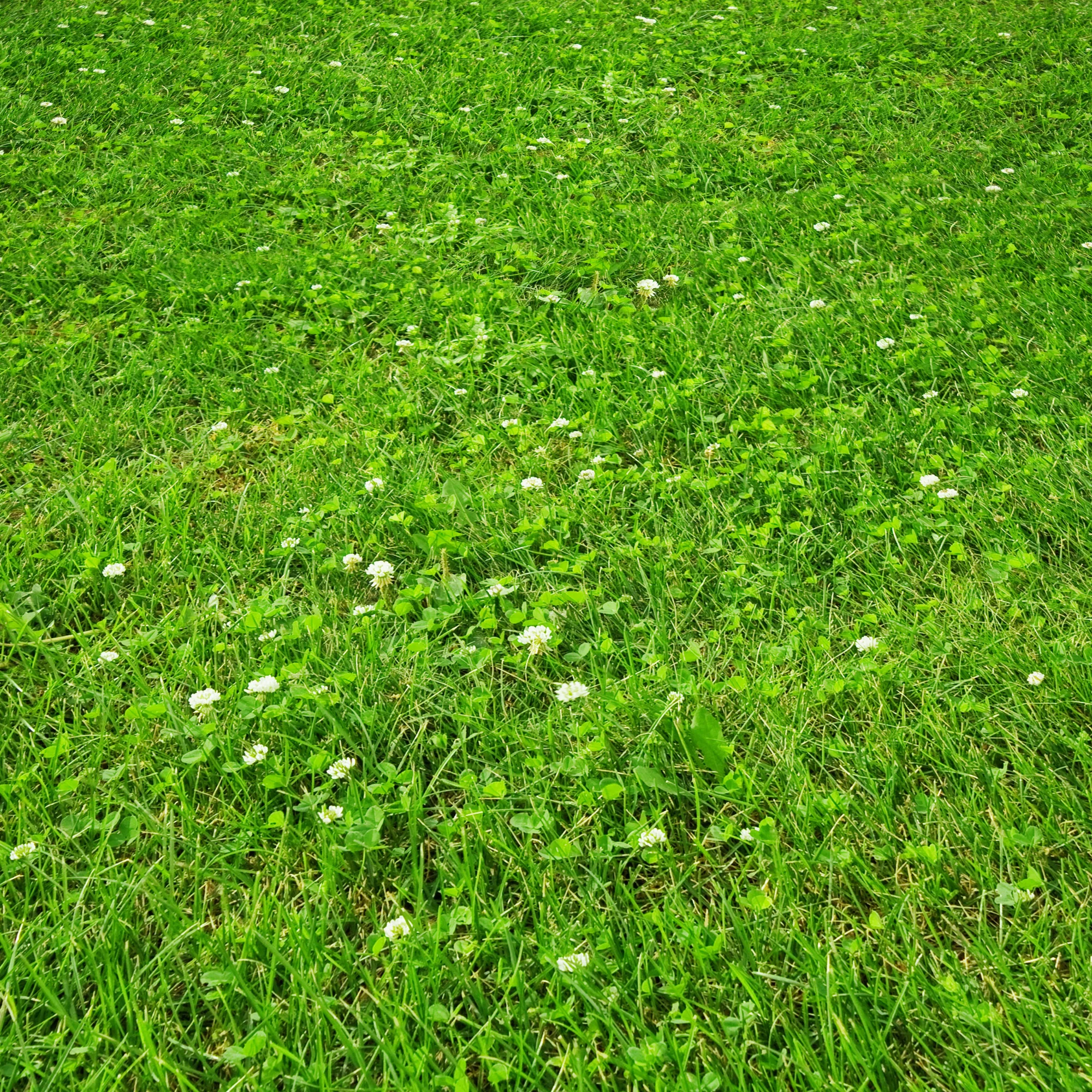 PetLawn™ Dog-Friendly Lawn Mix – Durable, Pet-Safe Grass & Clover Blend - Image 4