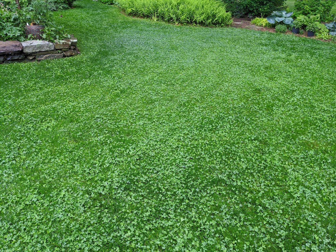 PetLawn™ Dog-Friendly Lawn Mix – Durable, Pet-Safe Grass & Clover Blend - Image 5