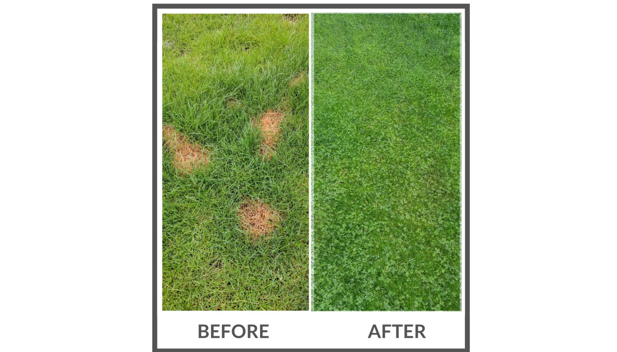 PetLawn™ Dog-Friendly Lawn Mix – Durable, Pet-Safe Grass & Clover Blend - Image 6
