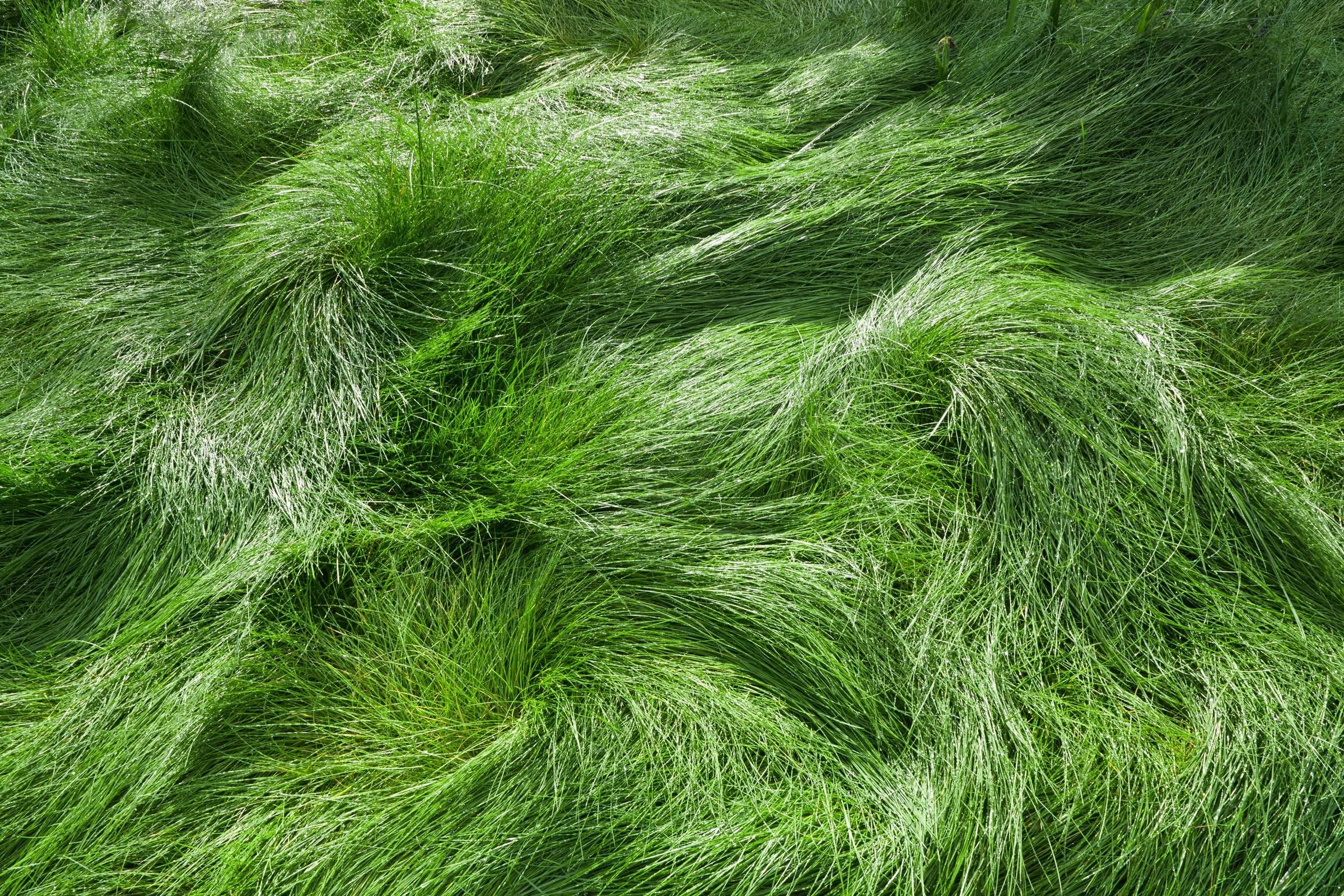 EcoSeed - The No Maintenance Lawn, Fine Fescue Lawn Mix, Eco-Friendly Grass - Image 3