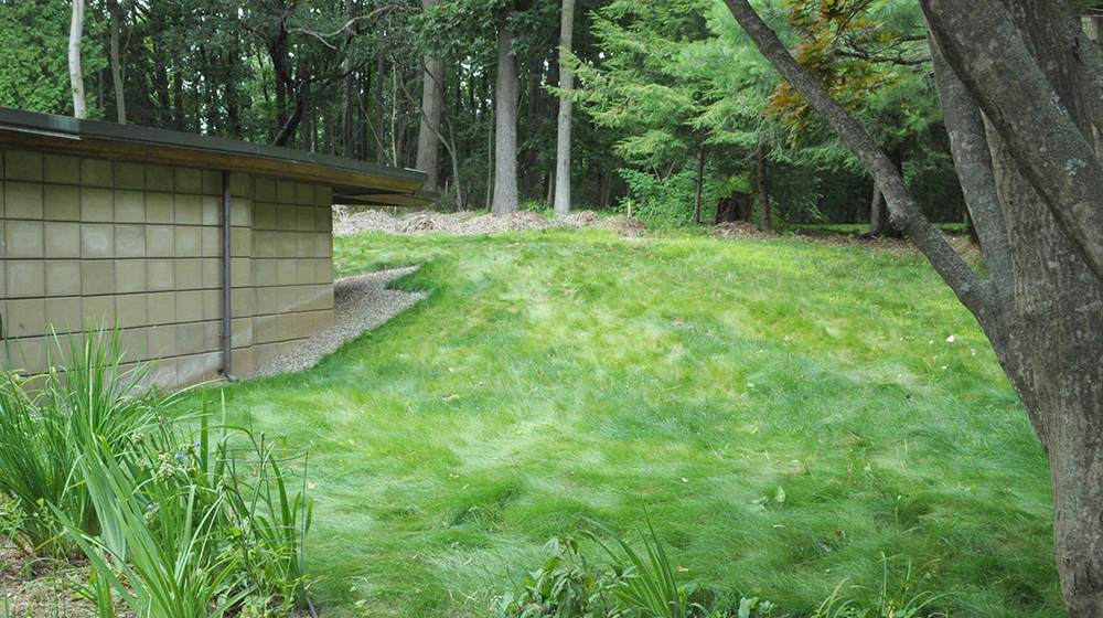 EcoSeed - The No Maintenance Lawn, Fine Fescue Lawn Mix, Eco-Friendly Grass - Image 5