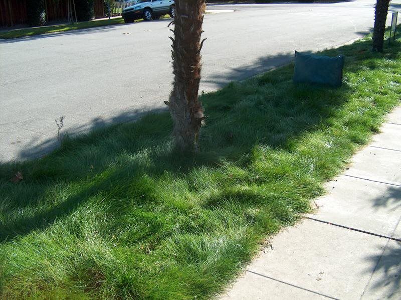EcoSeed - The No Maintenance Lawn, Fine Fescue Lawn Mix, Eco-Friendly Grass - Image 6