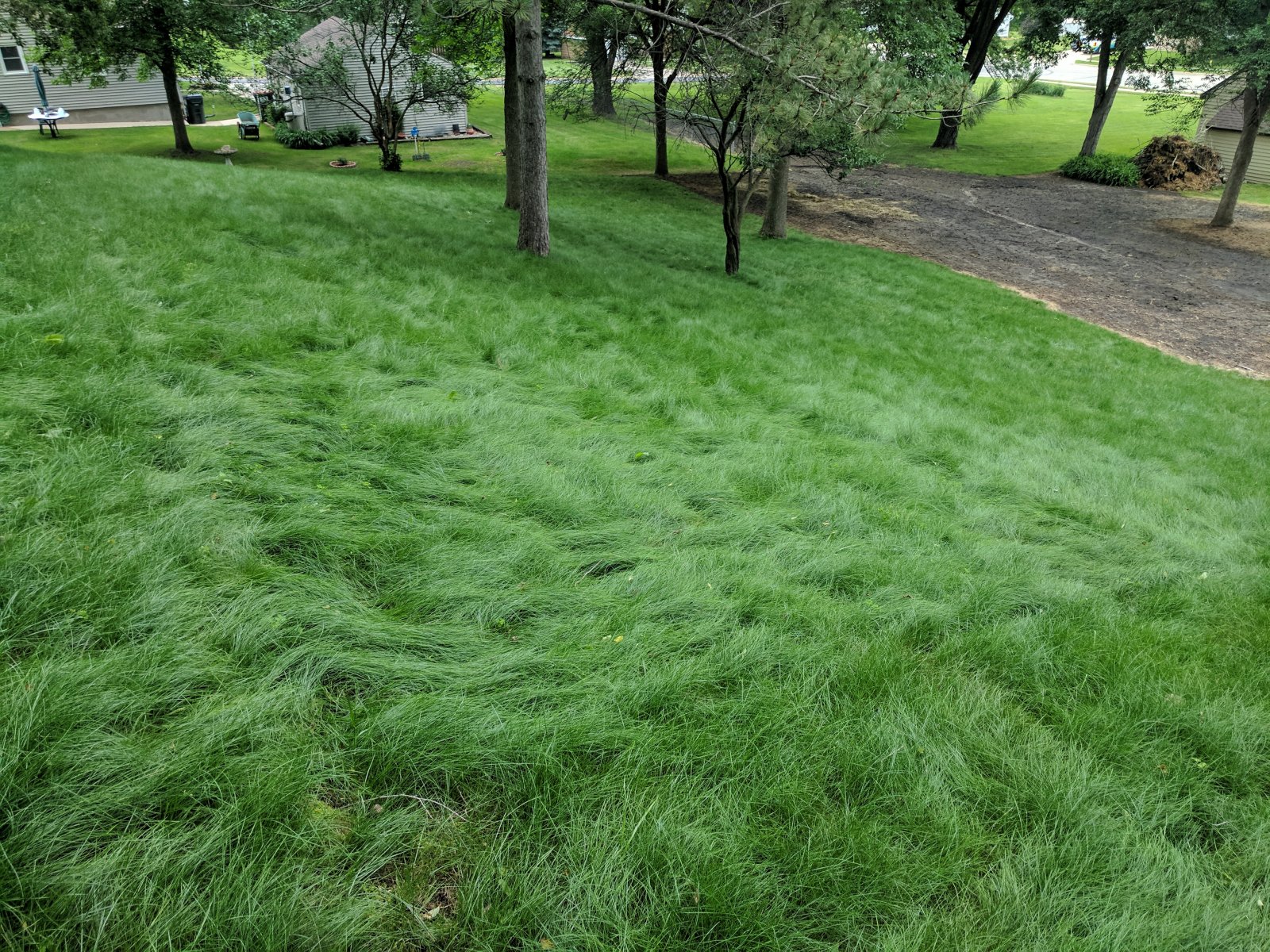 EcoSeed - The No Maintenance Lawn, Fine Fescue Lawn Mix, Eco-Friendly Grass - Image 7