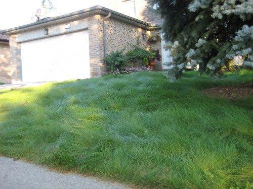 EcoSeed - The No Maintenance Lawn, Fine Fescue Lawn Mix, Eco-Friendly Grass - Image 8