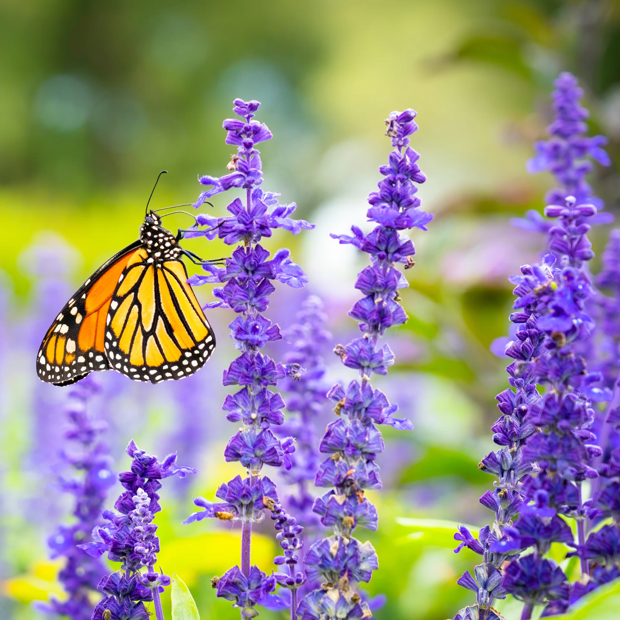 Monarch Meadow Native Mix - Image 4
