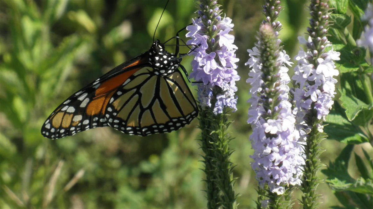 Monarch Meadow Native Mix - Image 5