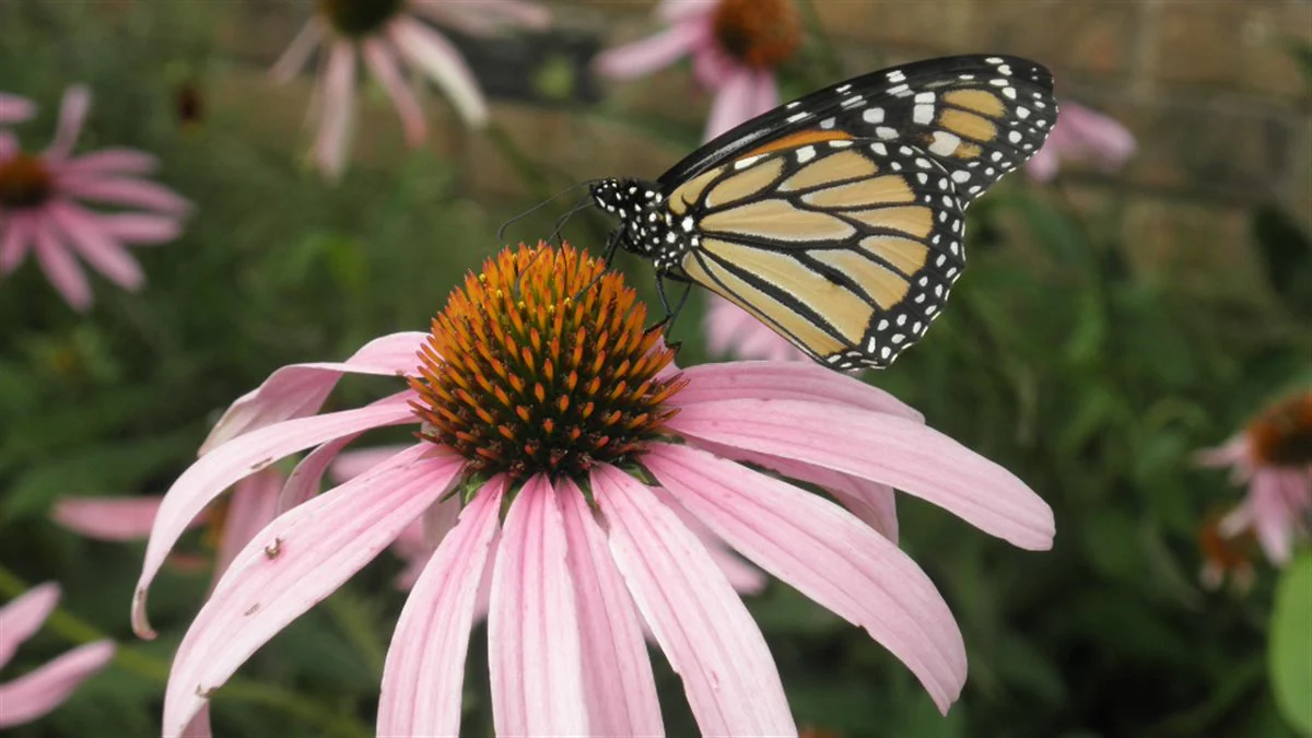 Monarch Meadow Native Mix - Image 6