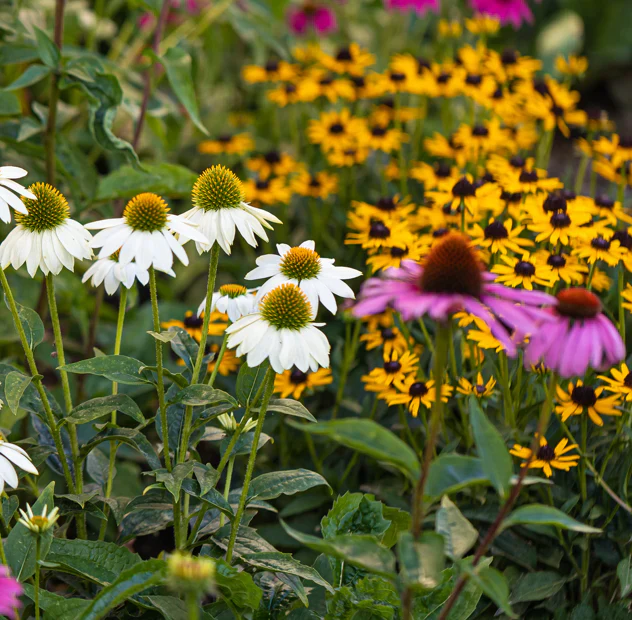 GoodBug™ Wildflower Mix A Natural Way to Fight Garden Pests—Without Chemicals - Image 5