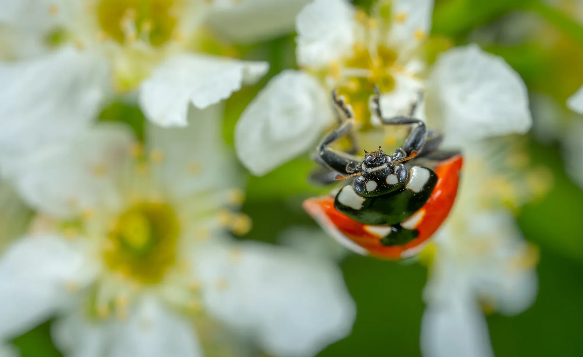 GoodBug™ Wildflower Mix A Natural Way to Fight Garden Pests—Without Chemicals - Image 6