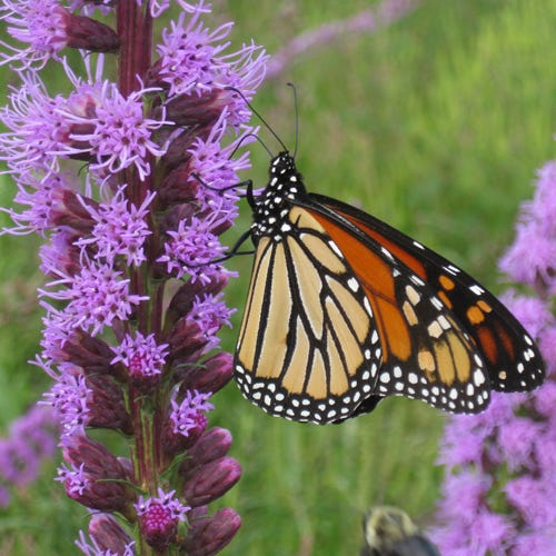 GoodBug™ Wildflower Mix A Natural Way to Fight Garden Pests—Without Chemicals - Image 7