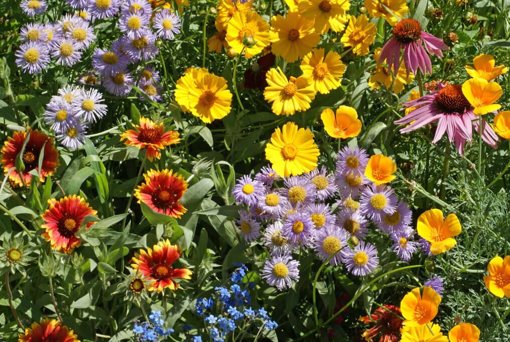 GoodBug™ Wildflower Mix A Natural Way to Fight Garden Pests—Without Chemicals - Image 8