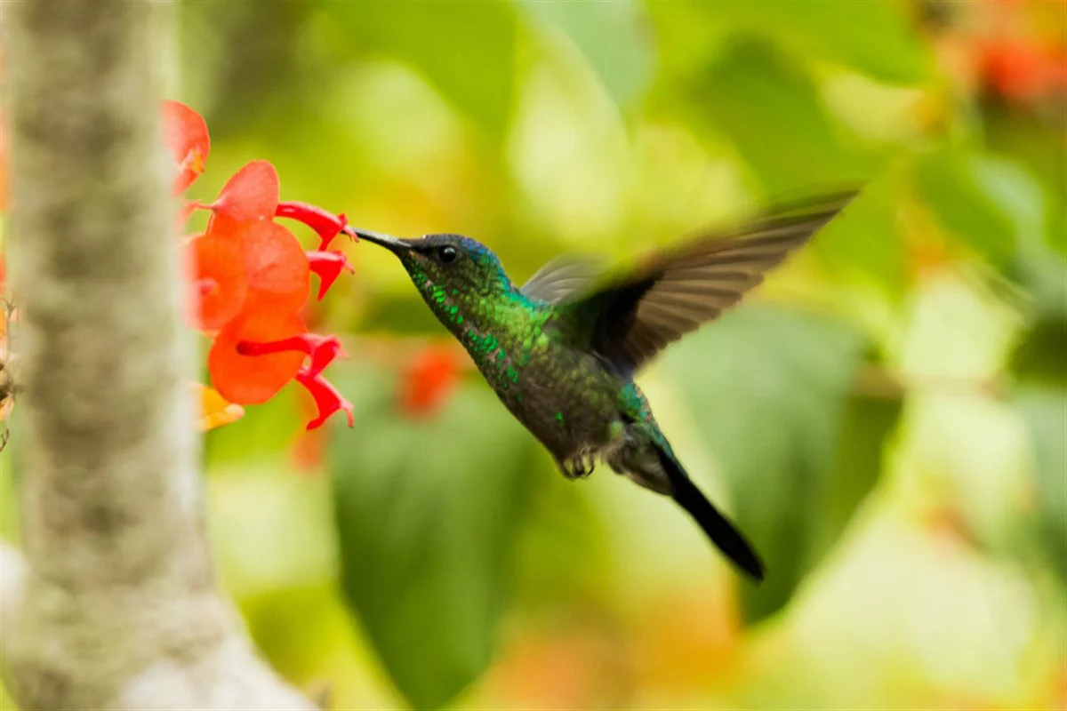 Hummingbird Haven Mix - Image 4