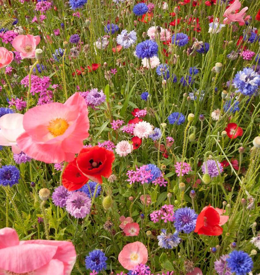 Knee High Wildflower Meadow Blend - Image 3