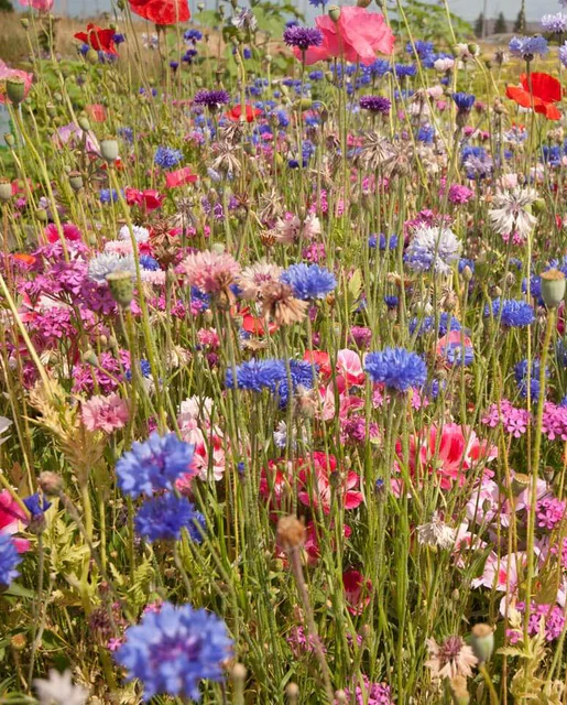 Knee High Wildflower Meadow Blend - Image 4