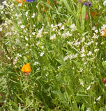 Knee High Wildflower Meadow Blend - Image 5