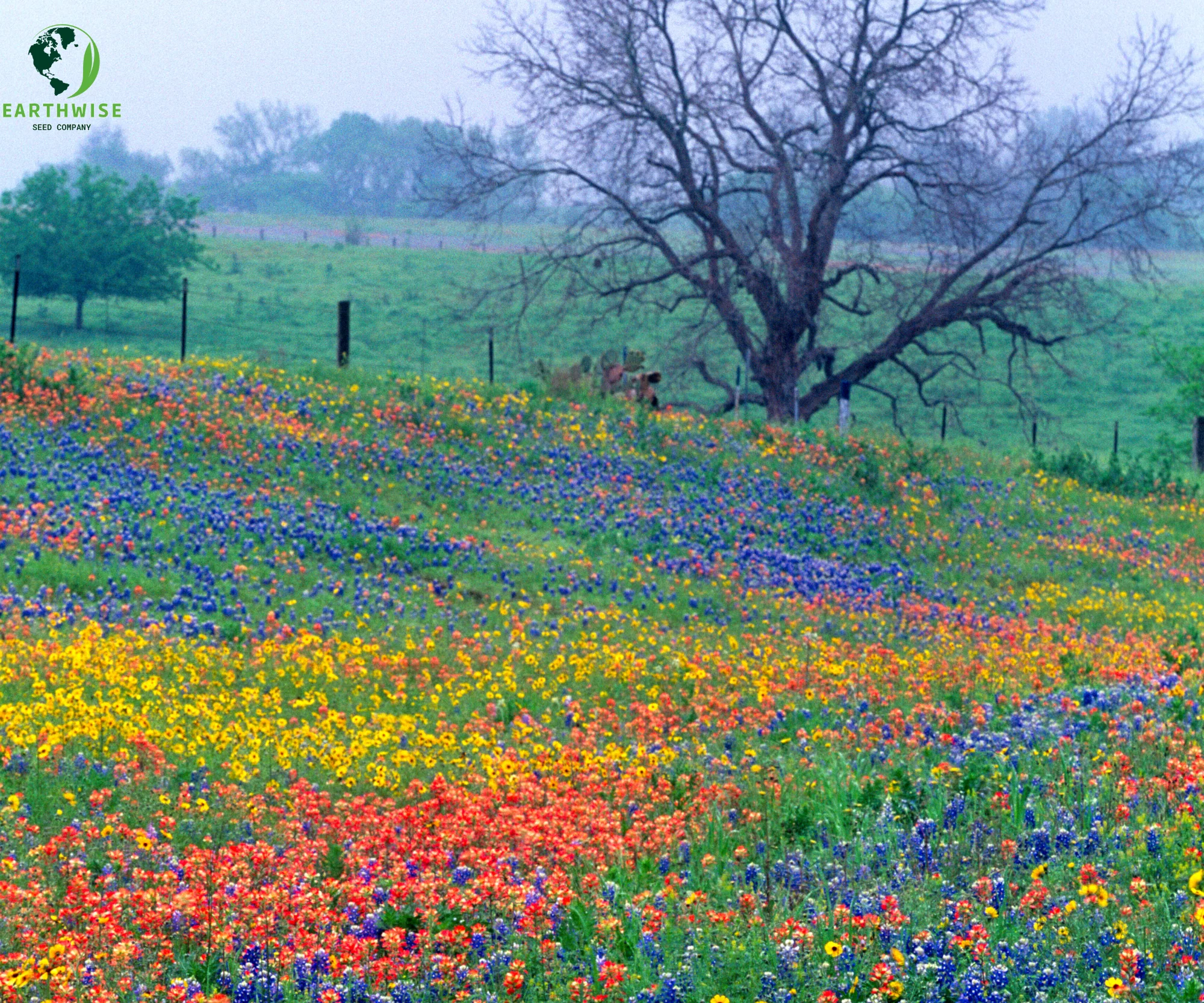 Lone Star Native Wildflower Mix - Bold Blooms. True Texas Roots. - Image 2