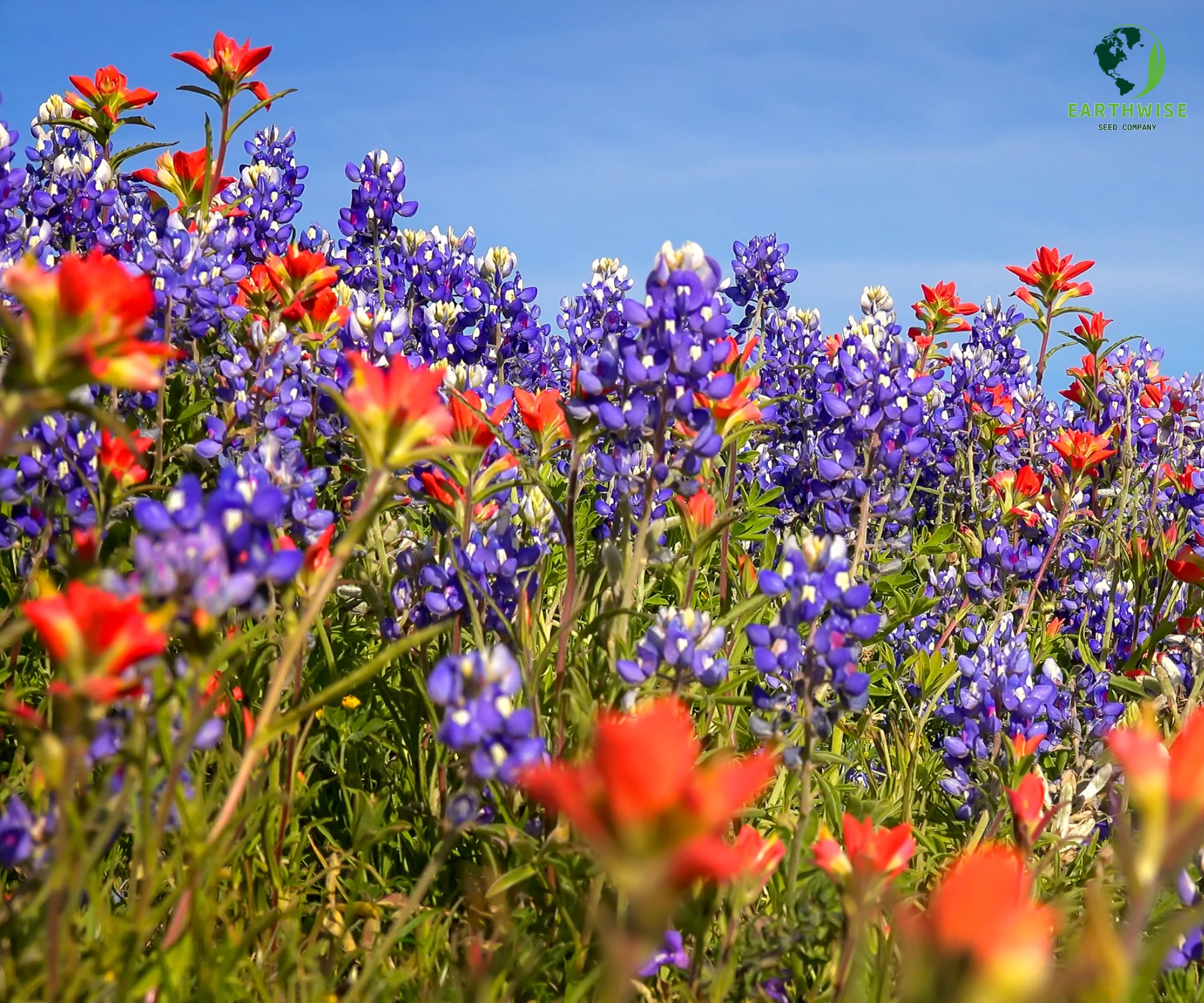 Lone Star Native Wildflower Mix - Bold Blooms. True Texas Roots. - Image 3