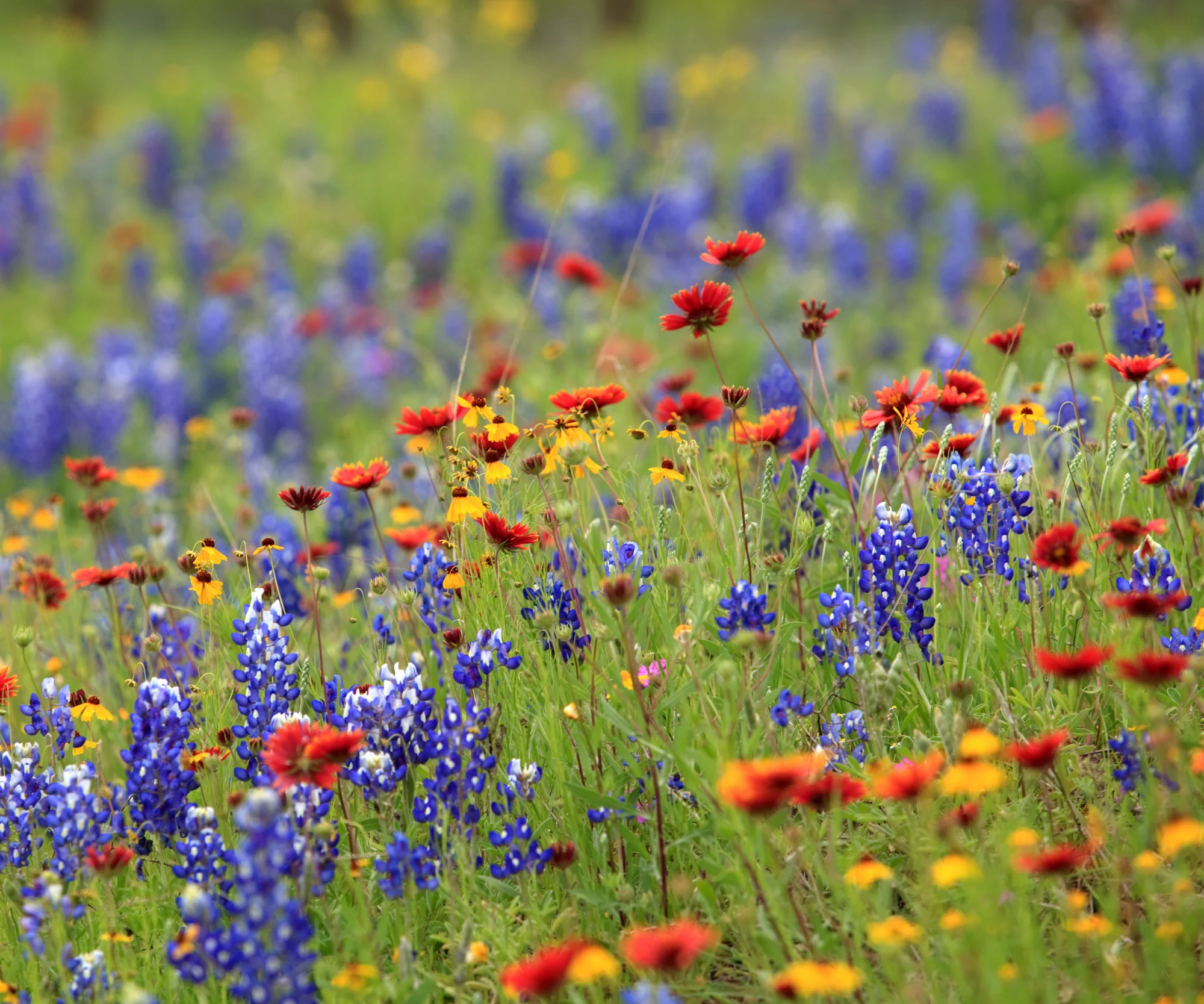 Lone Star Native Wildflower Mix - Bold Blooms. True Texas Roots. - Image 4