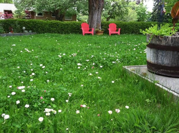 Low Grow™ No-Mow Lawn Mix – Clover & Low-Maintenance Grass Alternative - Image 4