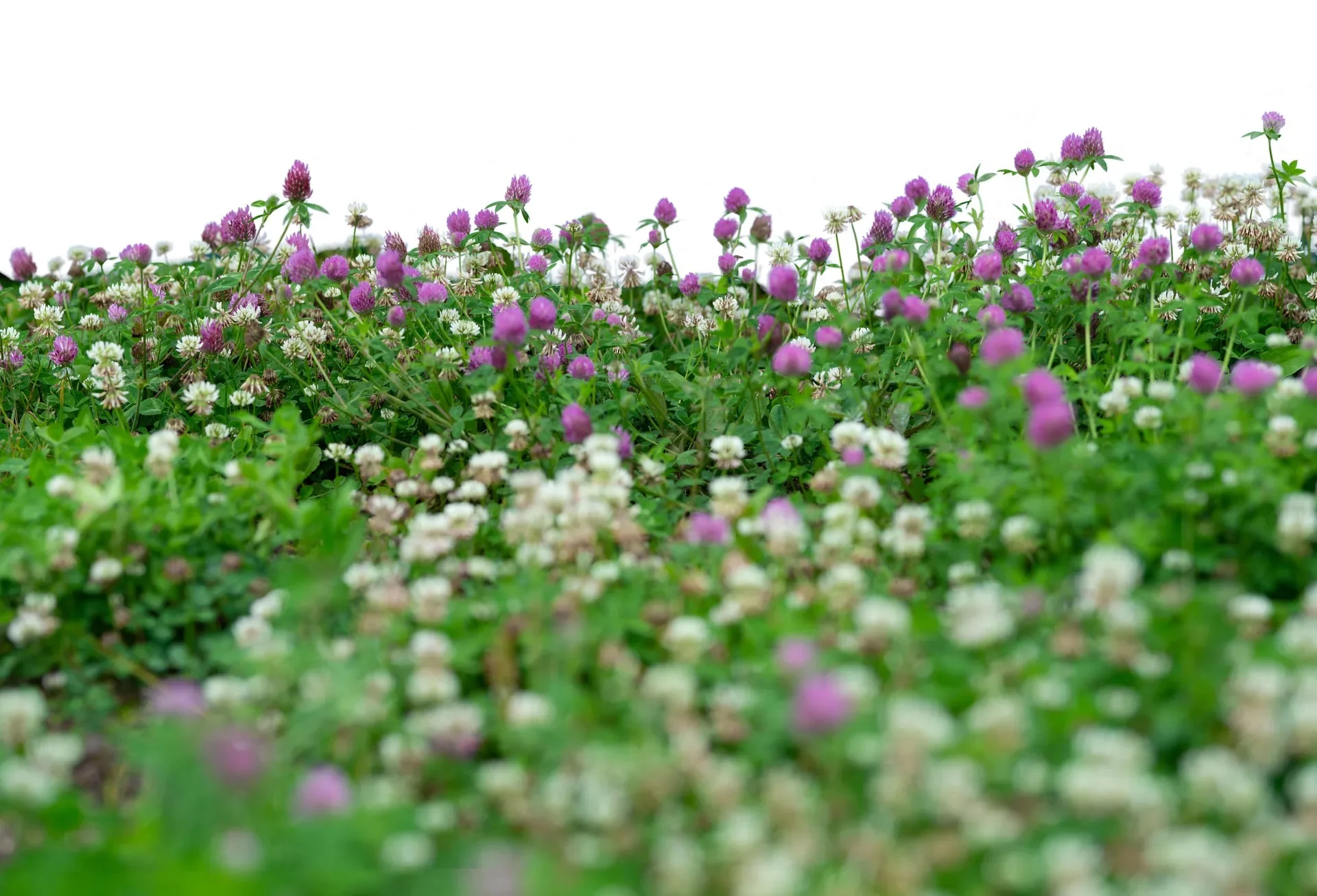Low Grow™ No-Mow Lawn Mix – Clover & Low-Maintenance Grass Alternative - Image 5