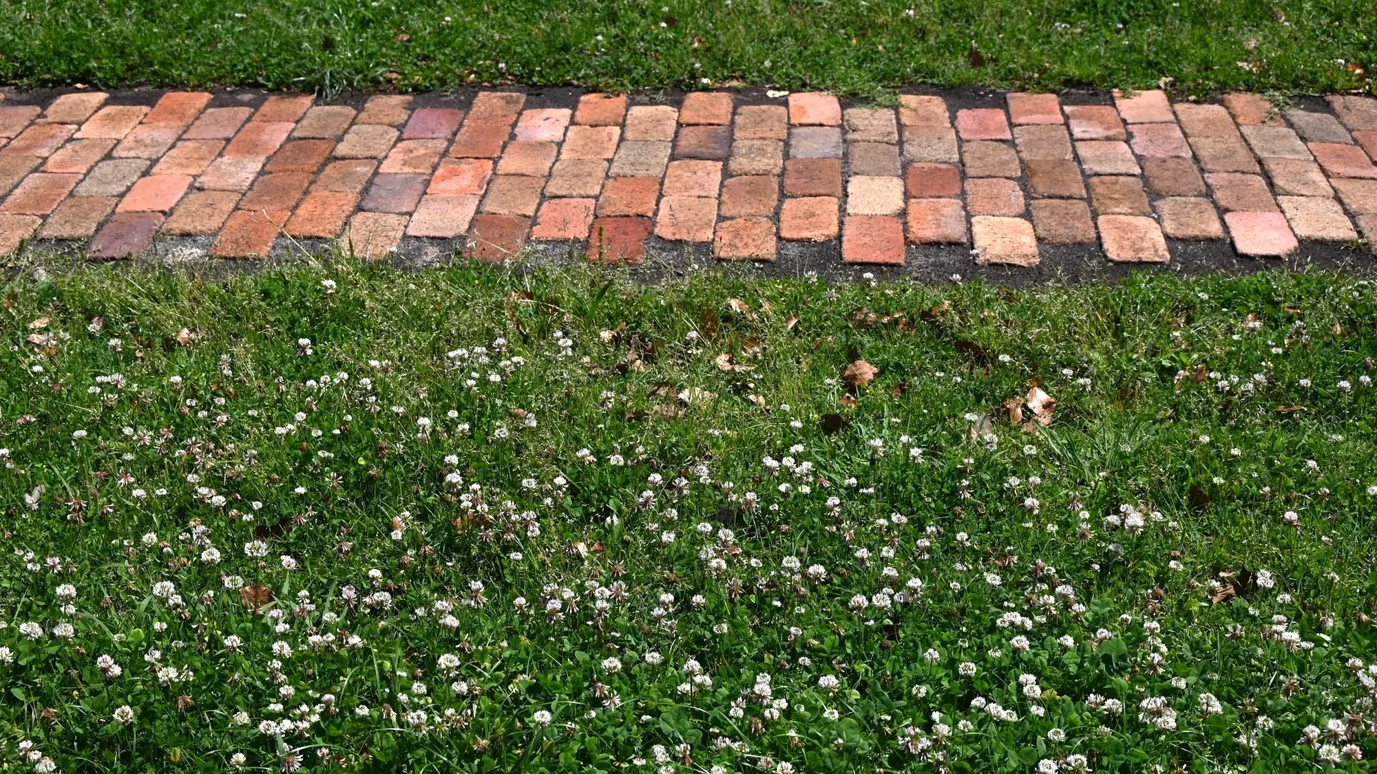 Low Grow™ No-Mow Lawn Mix – Clover & Low-Maintenance Grass Alternative - Image 6