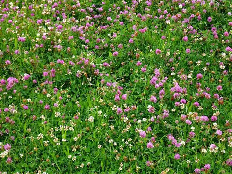 Low Grow™ No-Mow Lawn Mix – Clover & Low-Maintenance Grass Alternative - Image 7