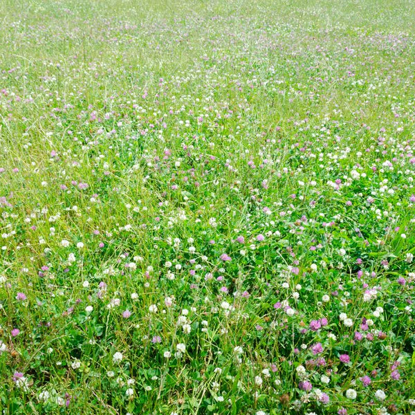 Low Grow™ No-Mow Lawn Mix – Clover & Low-Maintenance Grass Alternative - Image 8